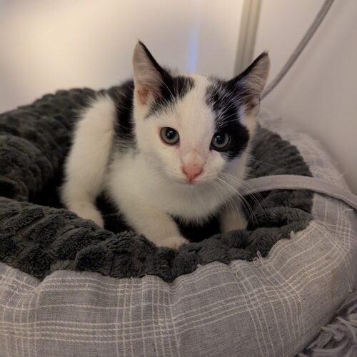 AJAX – Chaton