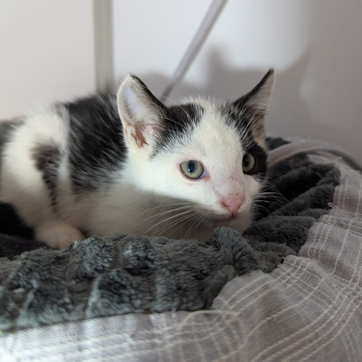 AJAX – Chaton