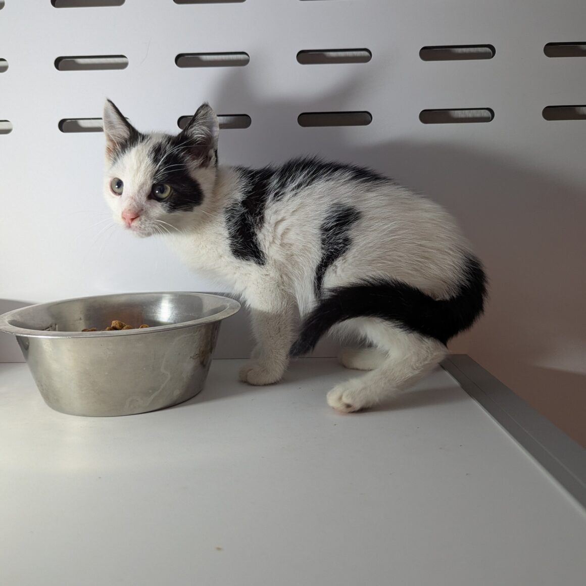 AJAX – Chaton