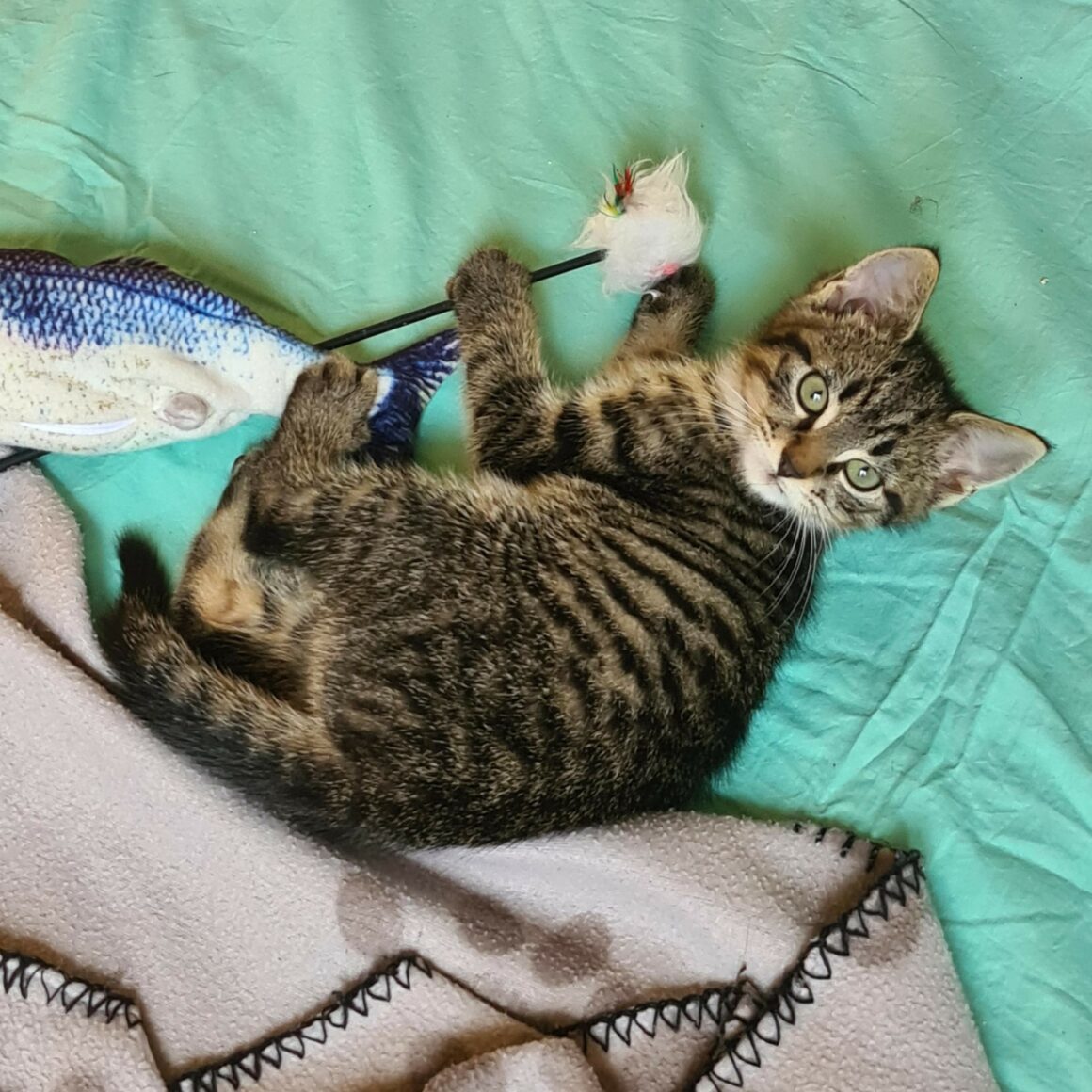 ALAMBIC – Chaton réservé