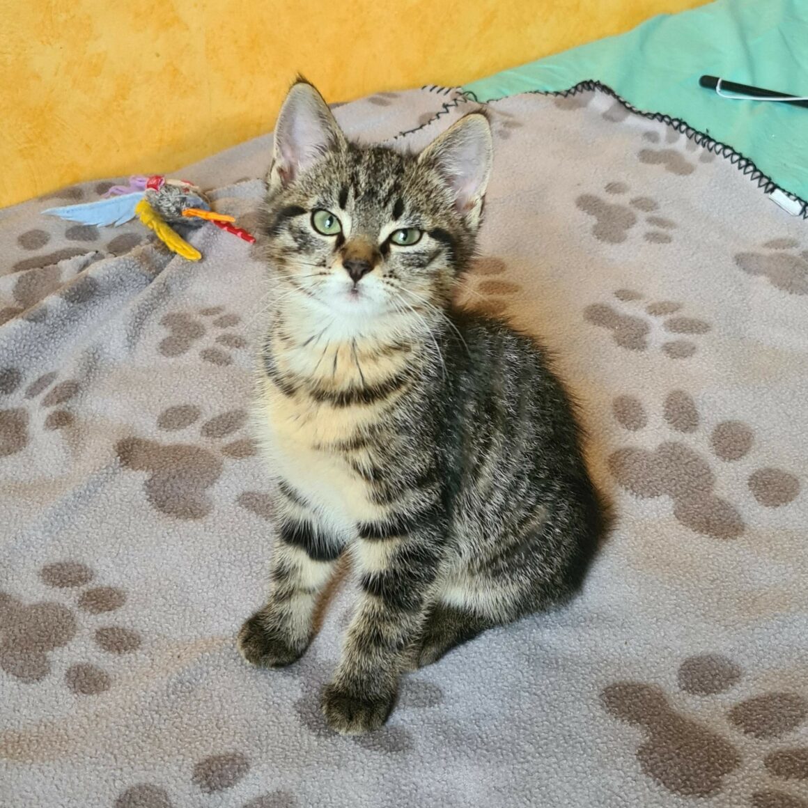 ALAMBIC – Chaton réservé