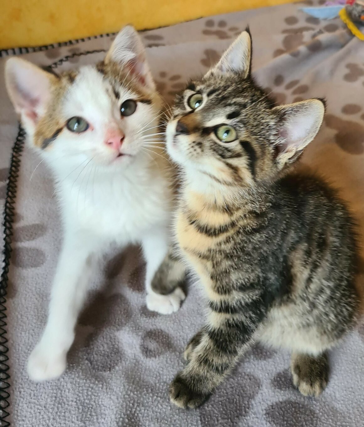 ALAMBIC – Chaton réservé