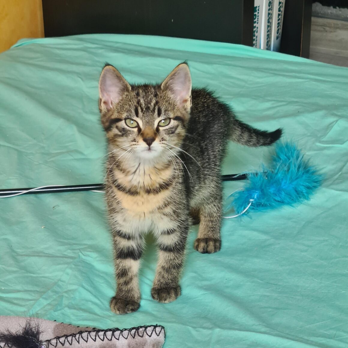 ALAMBIC – Chaton réservé