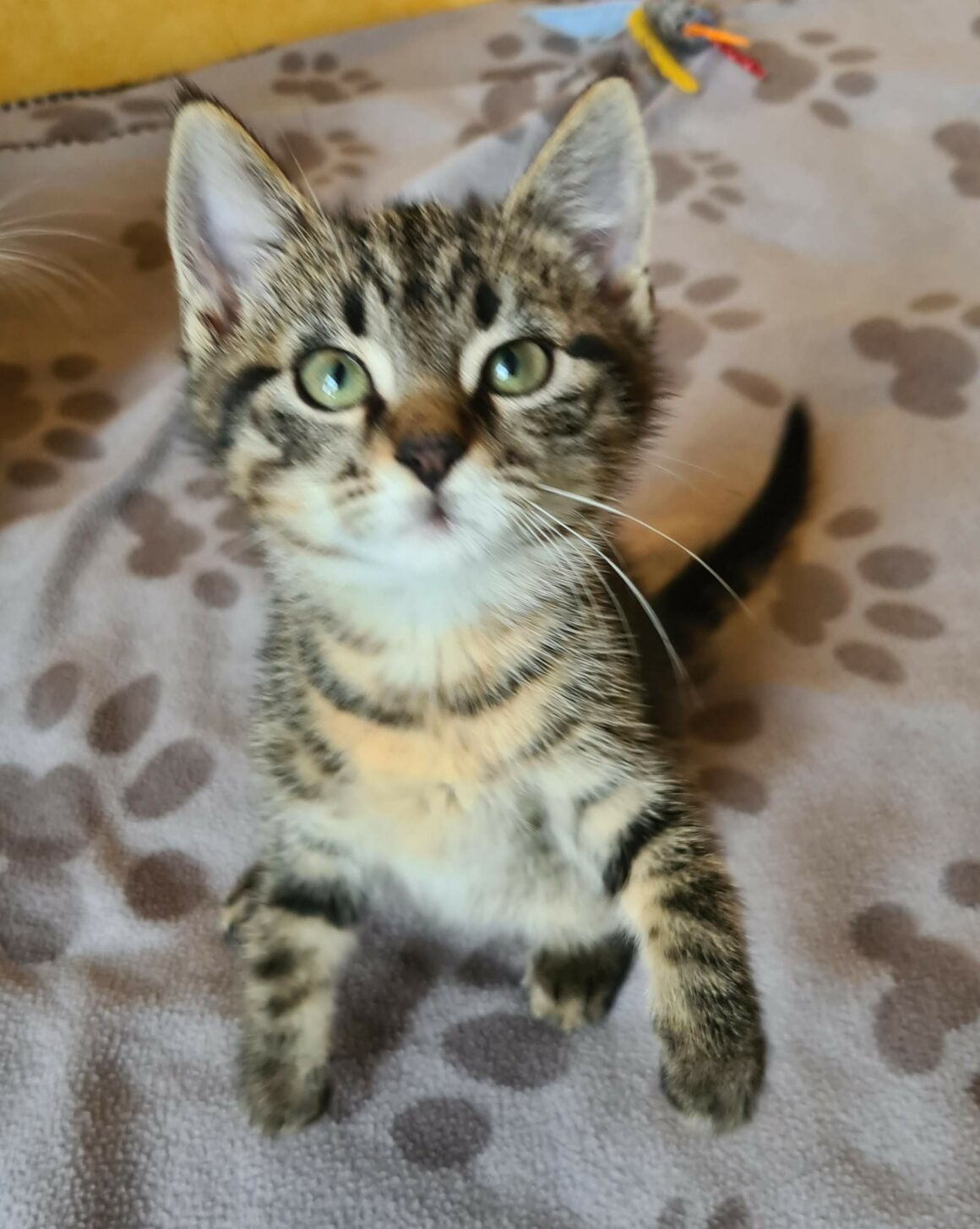 ALAMBIC – Chaton réservé