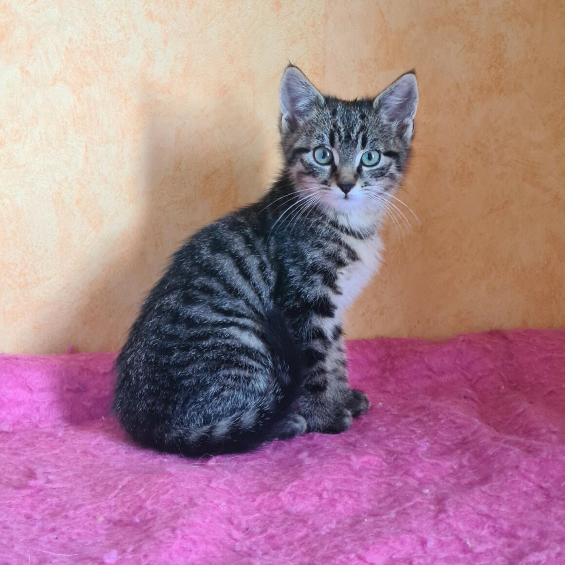 ALAMBIC – Chaton réservé