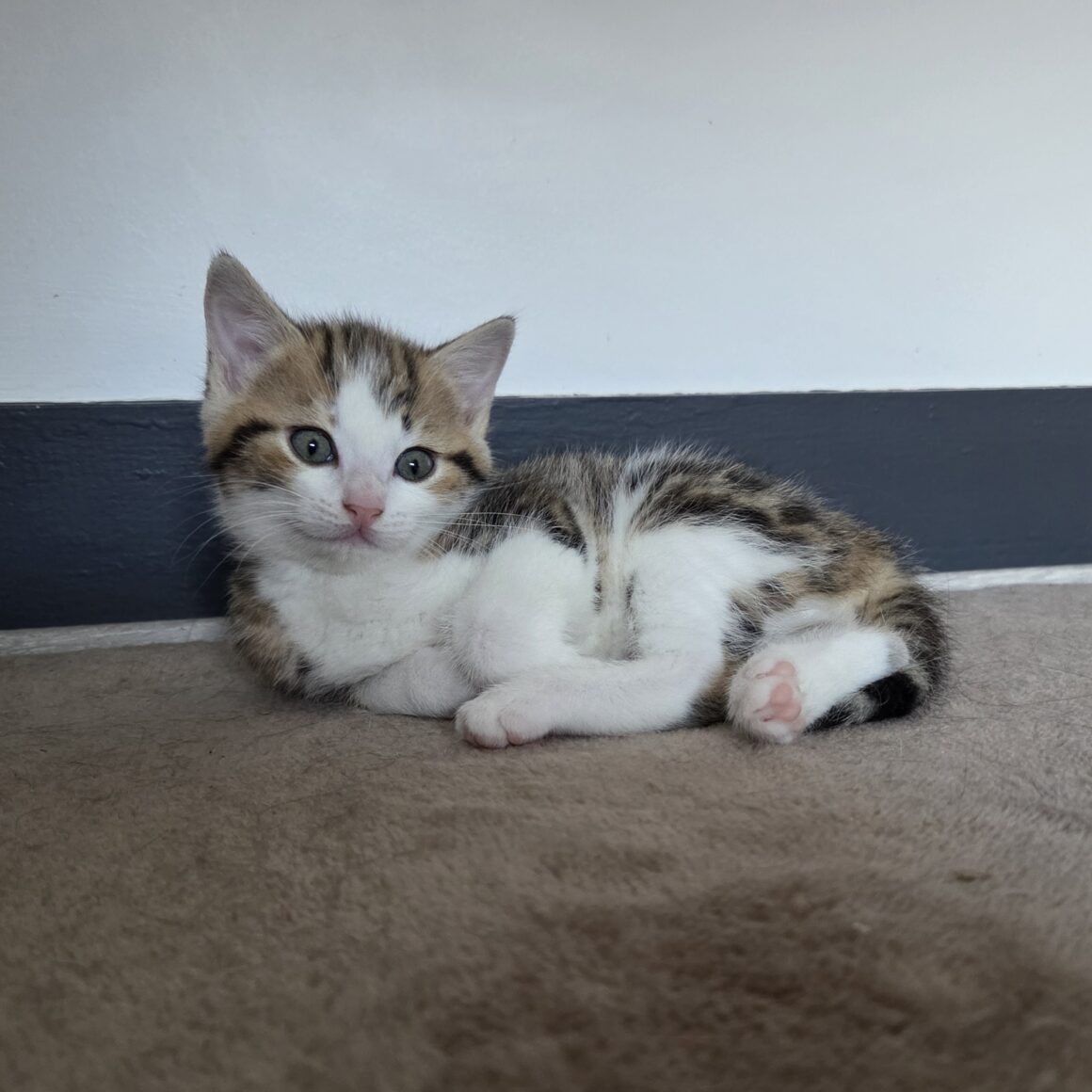 ALAMBRA – Chaton