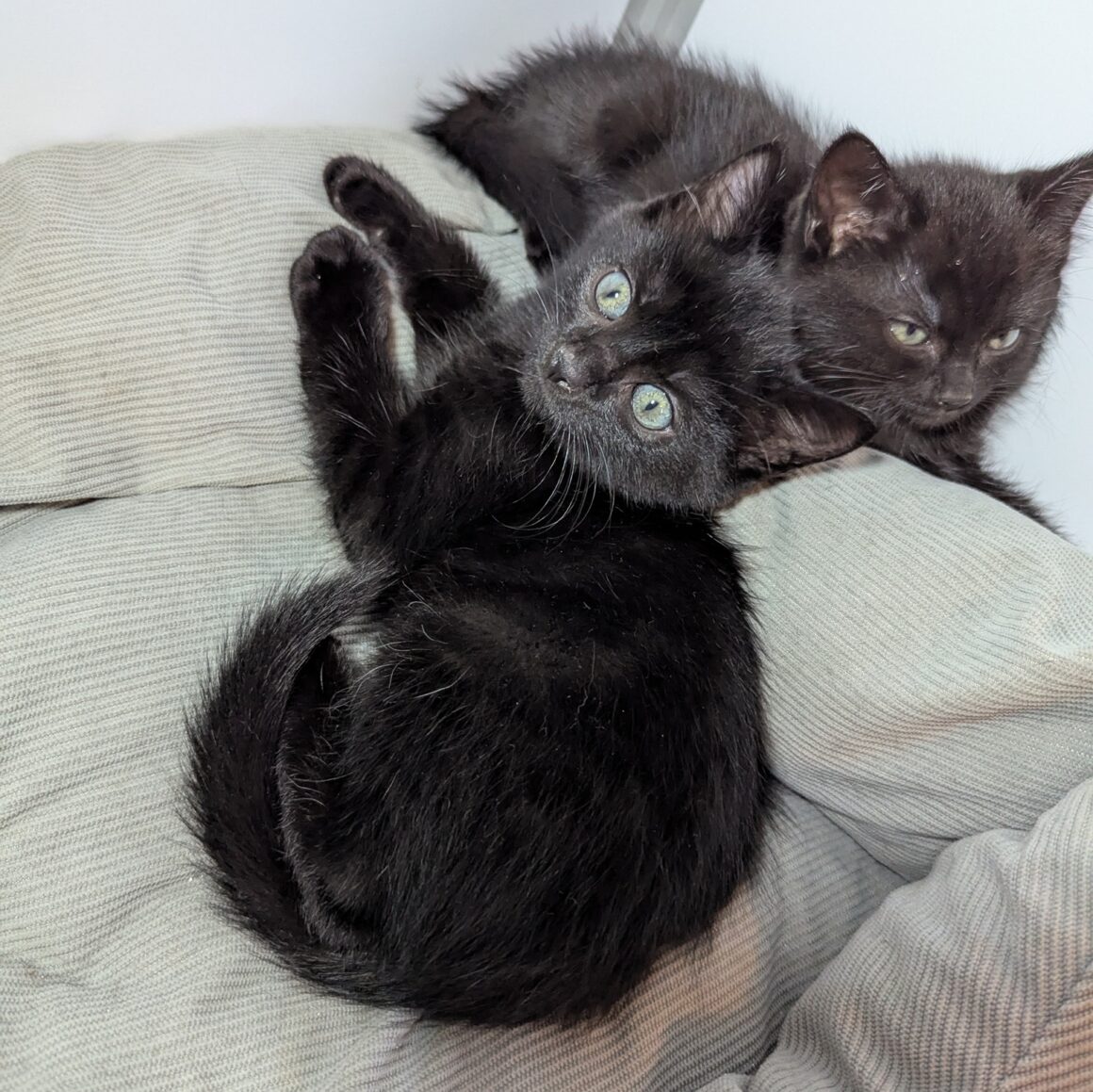 ALDO – chaton