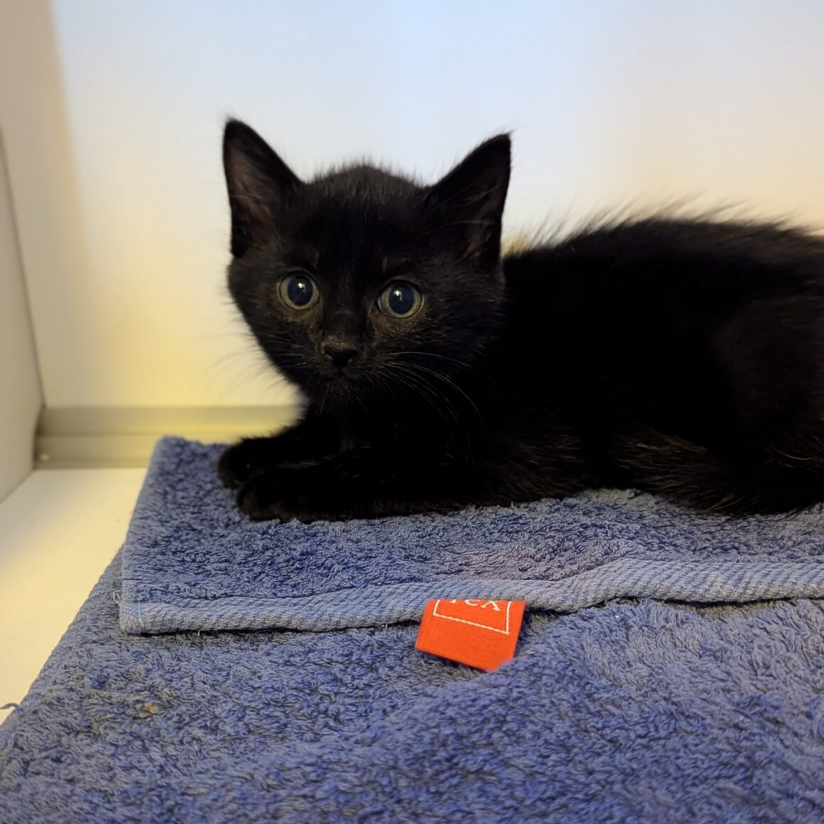 ALDO – chaton