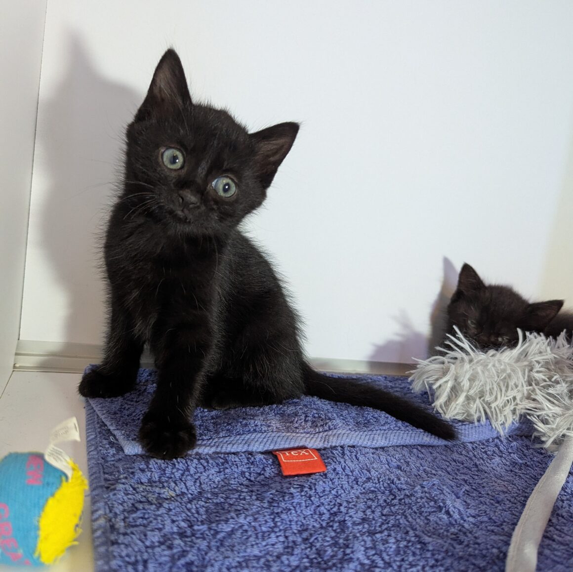 ALDO – chaton