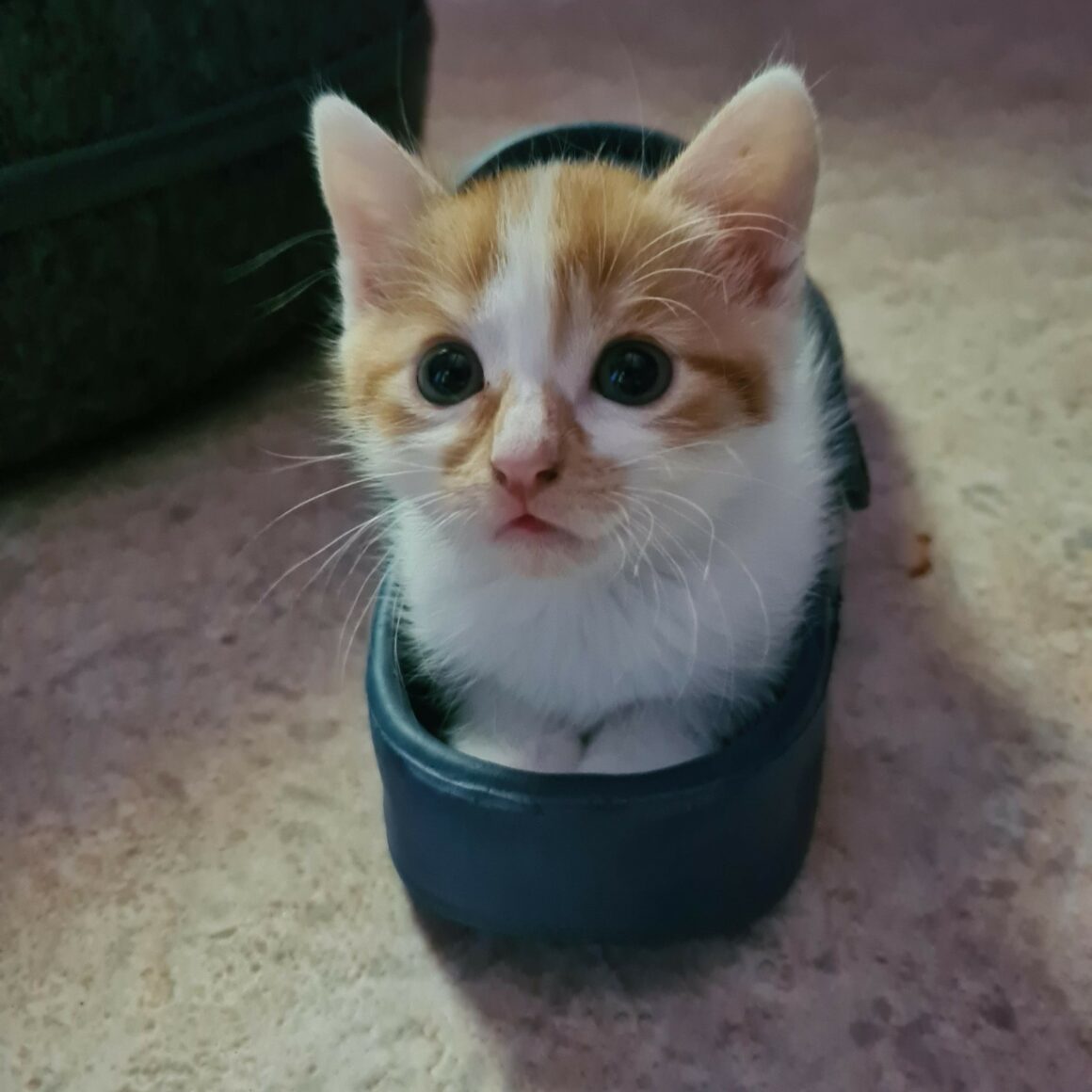 ALONZO – chaton