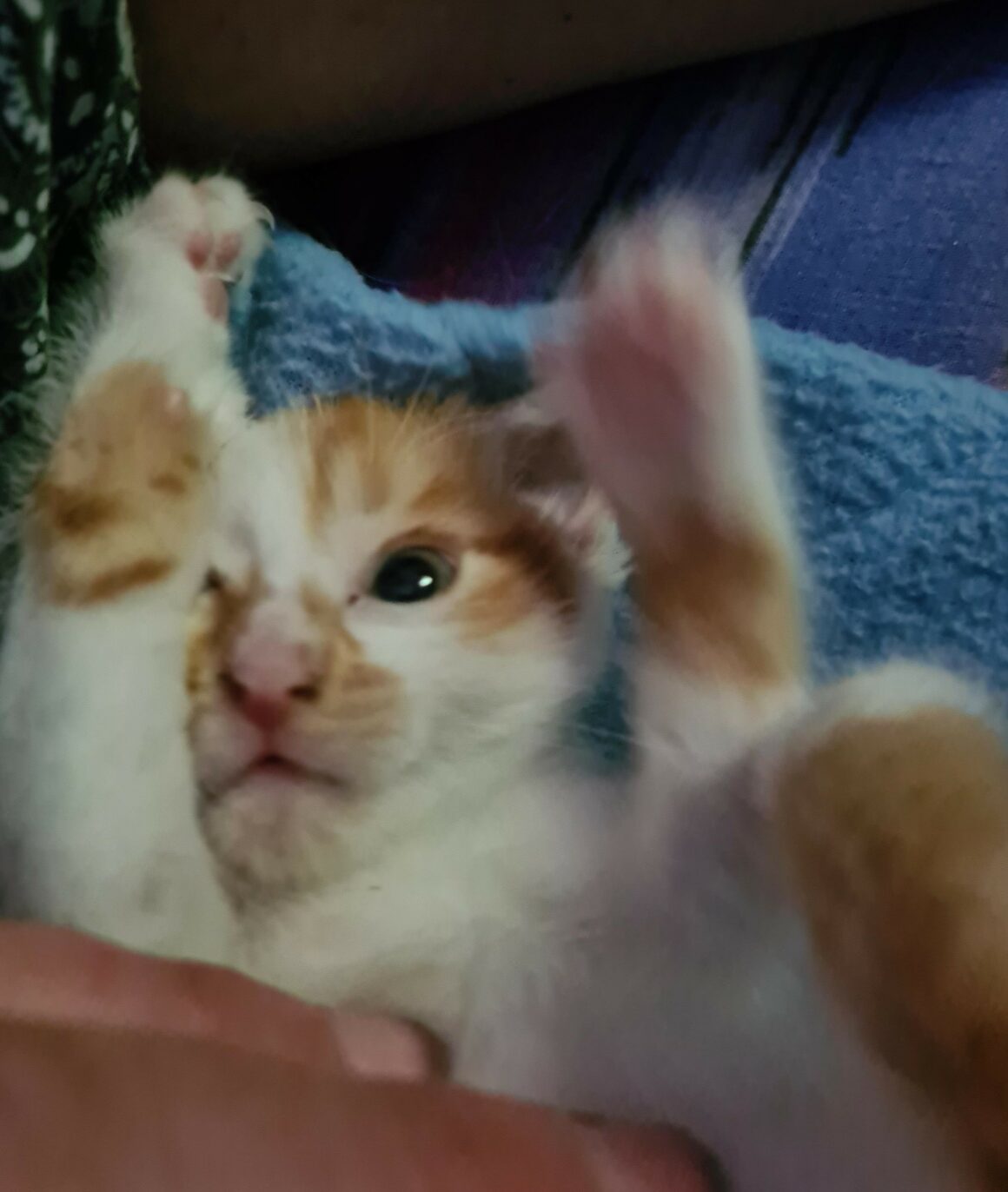 ALONZO – chaton
