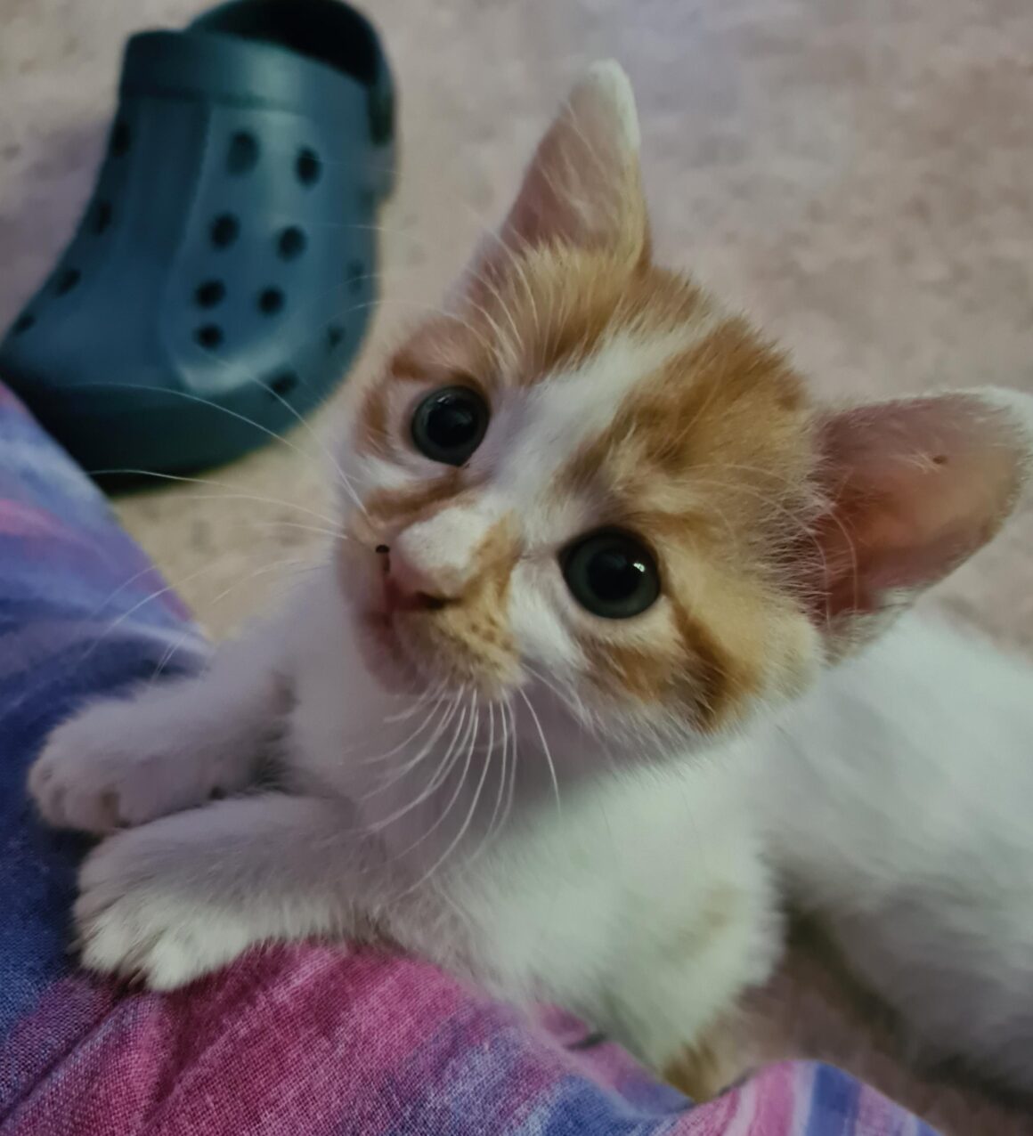 ALONZO – chaton