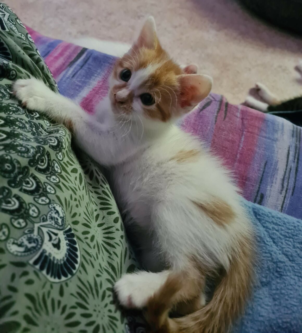 ALONZO – chaton