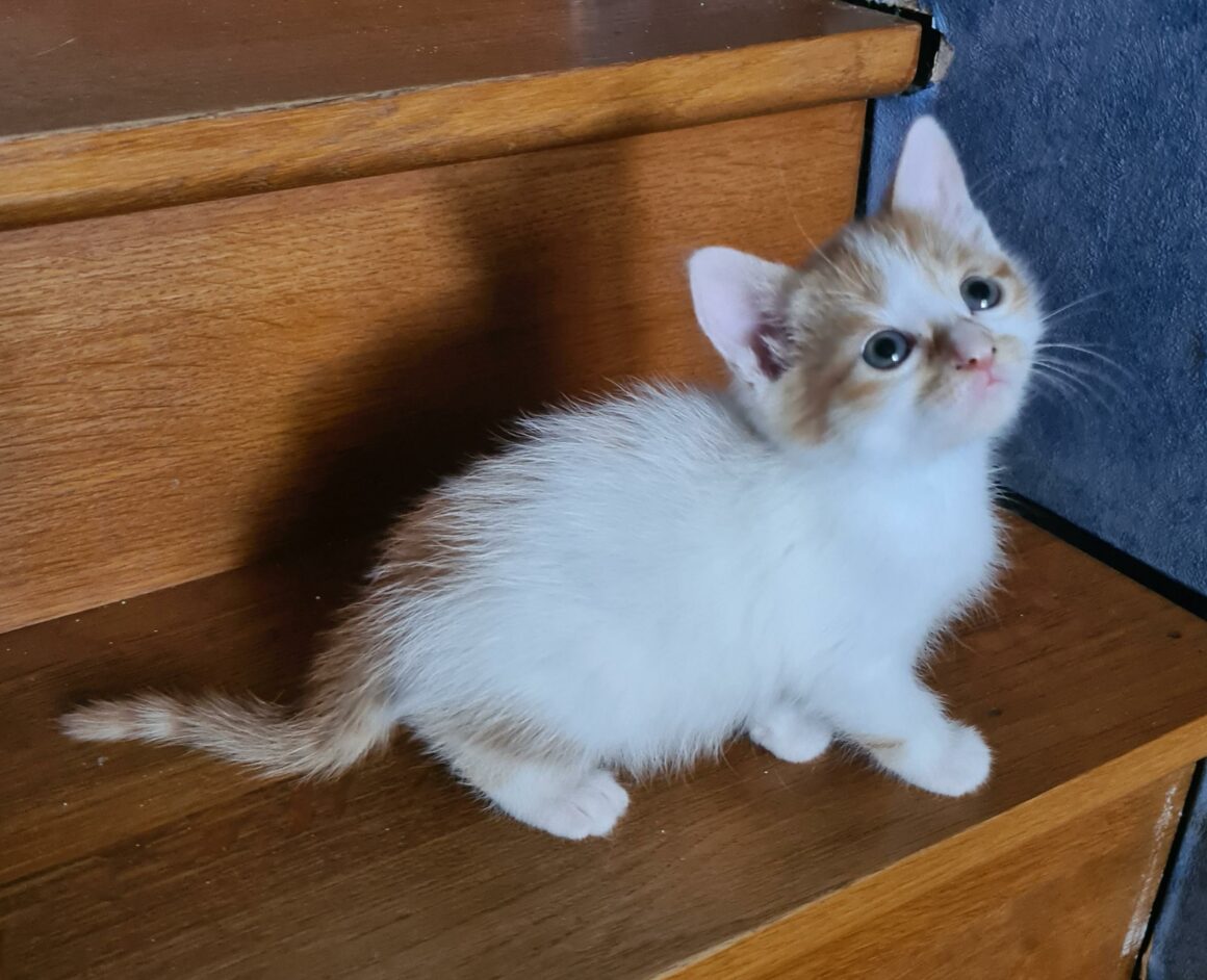 ALONZO – chaton