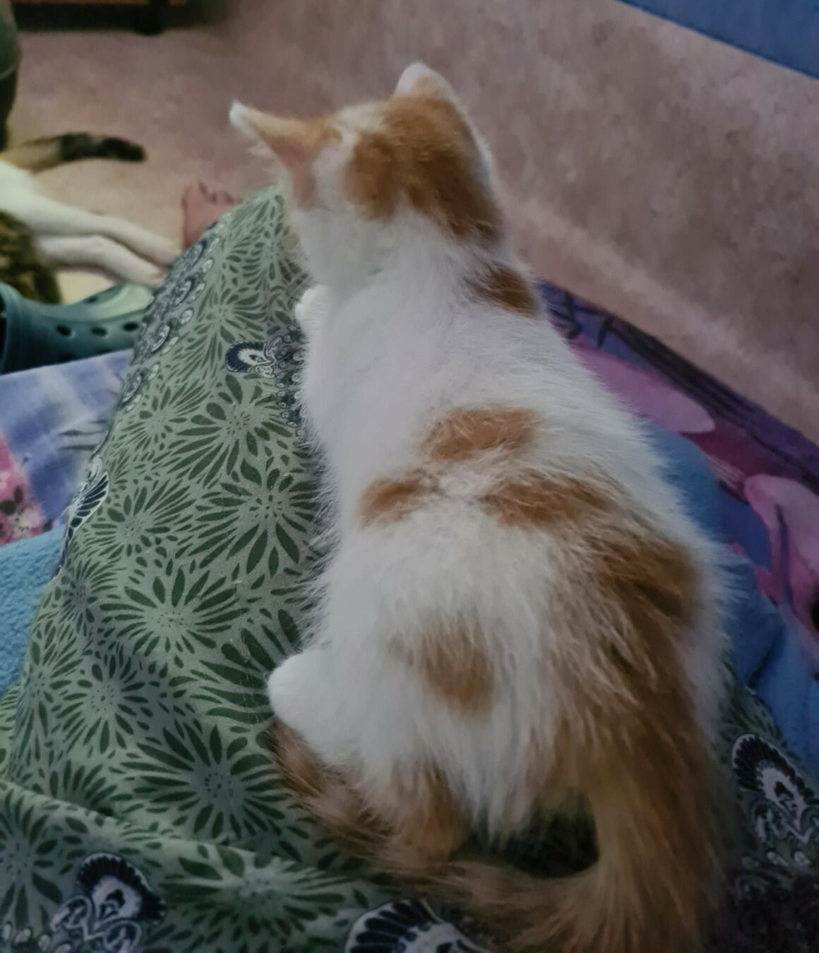 ALONZO – chaton