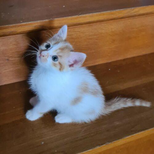 ALONZO – chaton