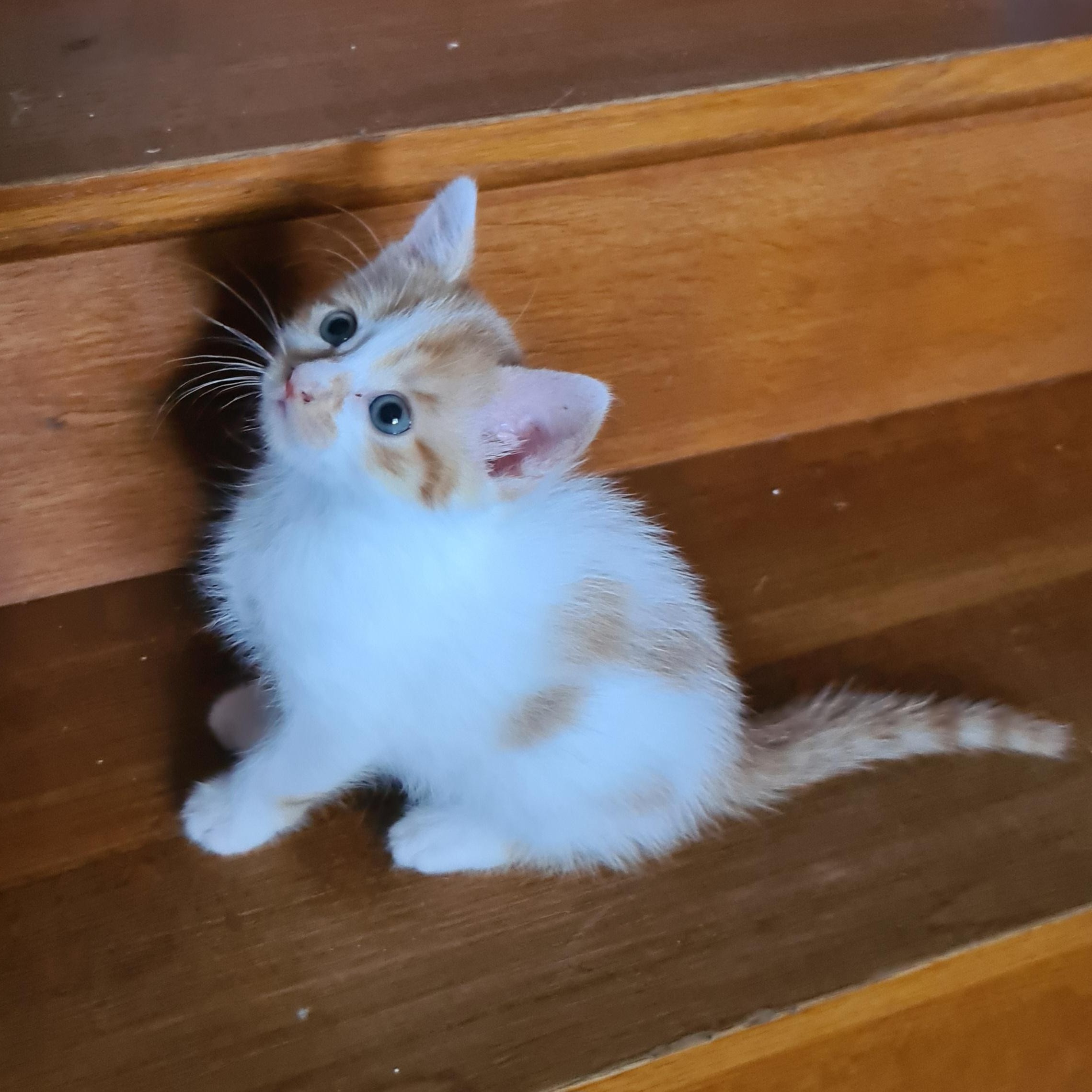 ALONZO – chaton adopté