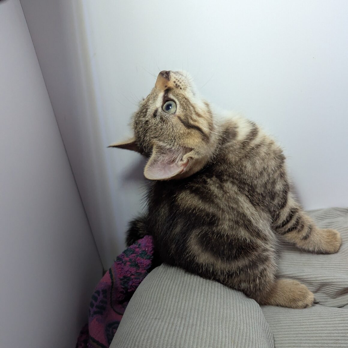 ALVIN – chaton