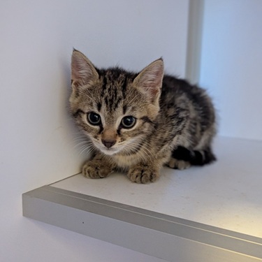 ALVIN – chaton