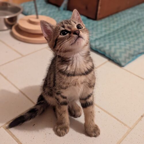 ALVIN – chaton
