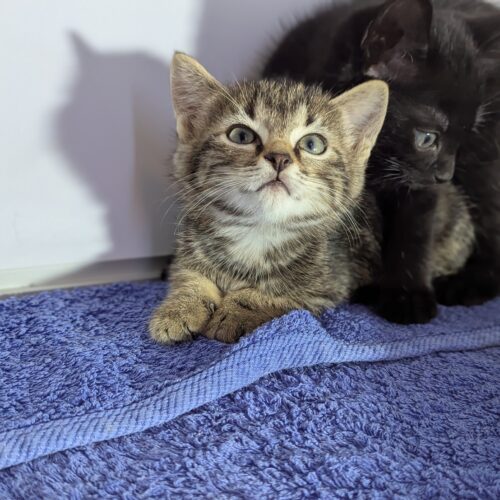 ALVIN – chaton