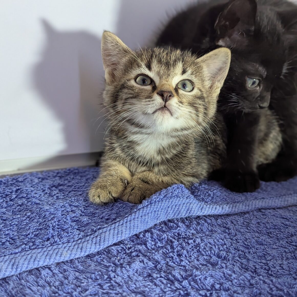 ALVIN – chaton