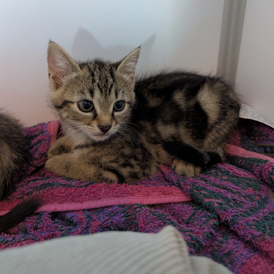 ALVIN – chaton