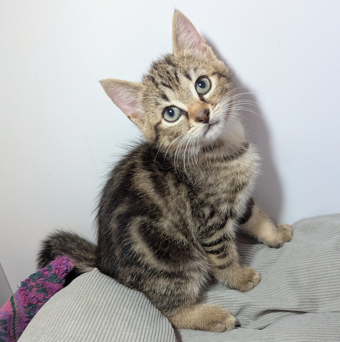 ALVIN – chaton