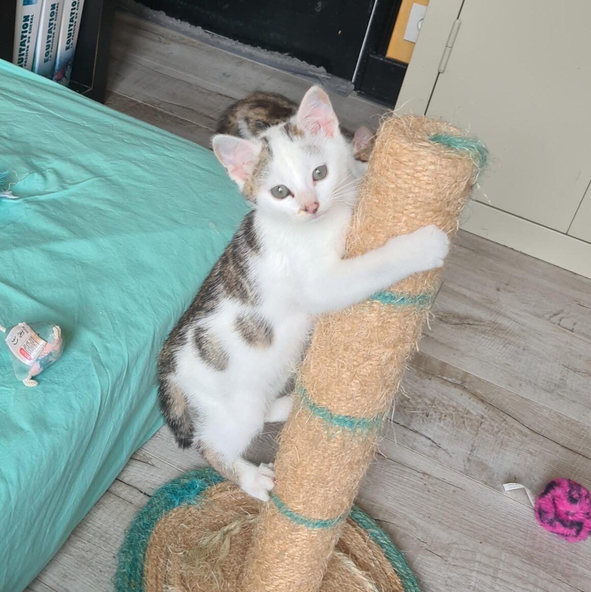 ANANAS – Chaton