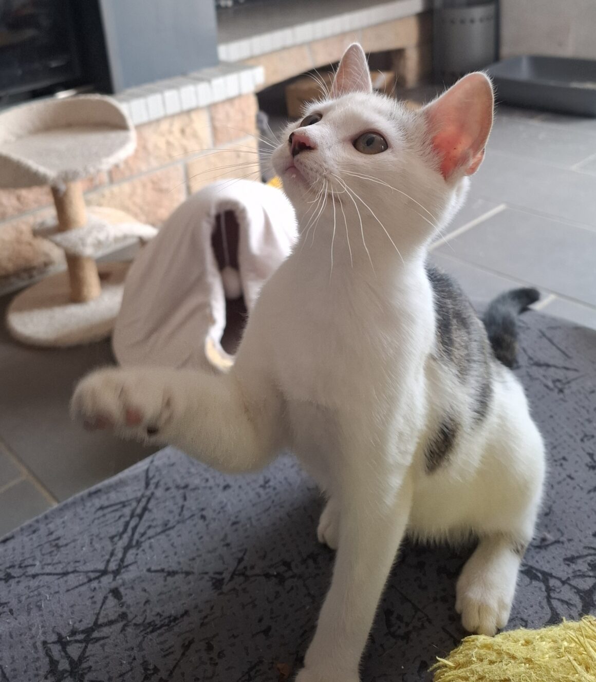 ANANAS – Chaton