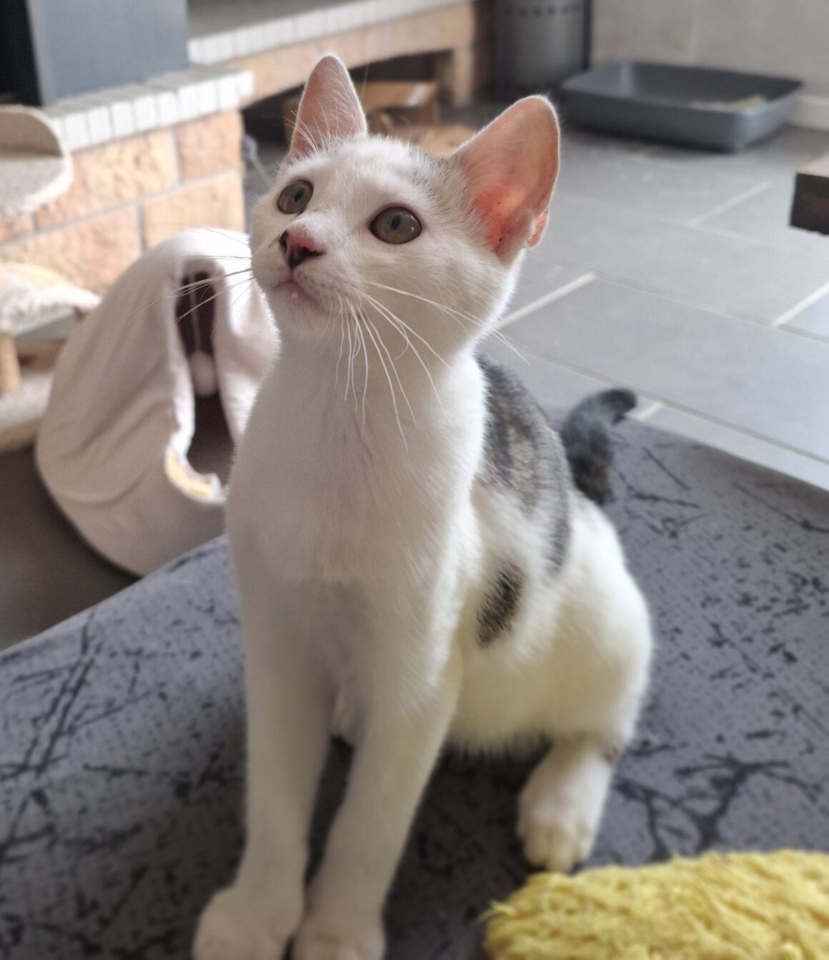 ANANAS – Chaton