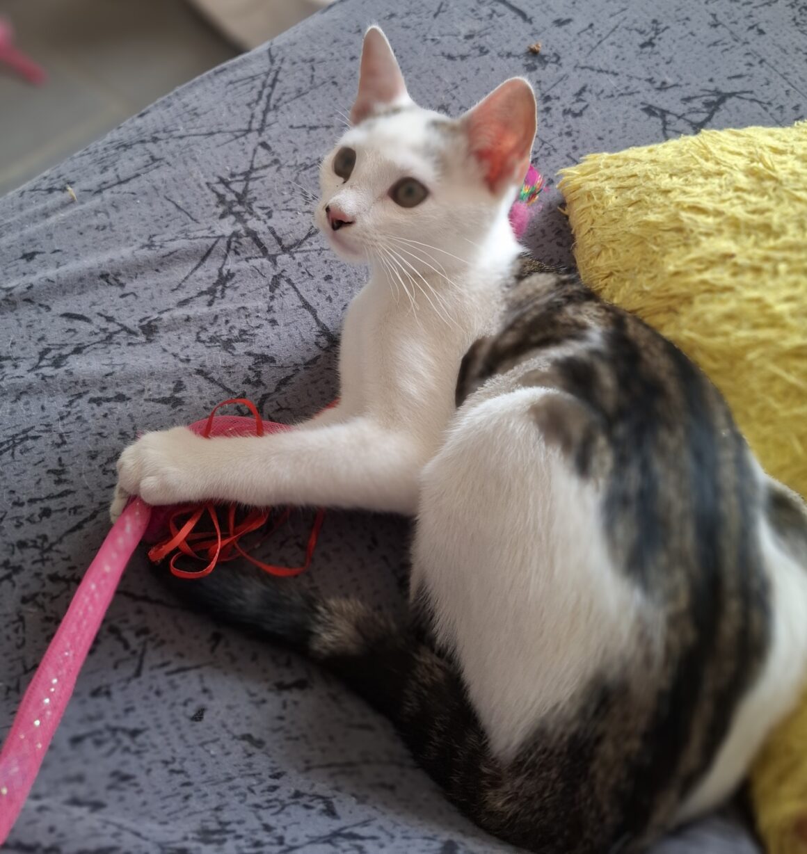 ANANAS – Chaton