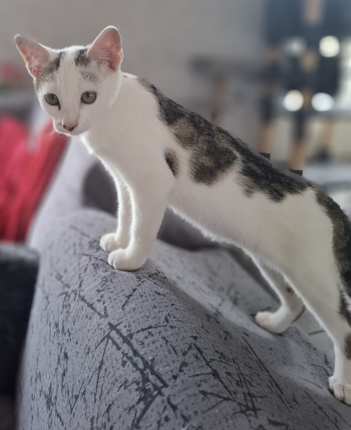 ANANAS – Chaton