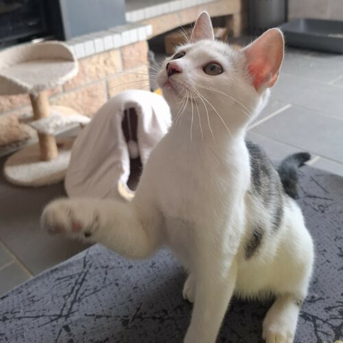 ANANAS – Chaton