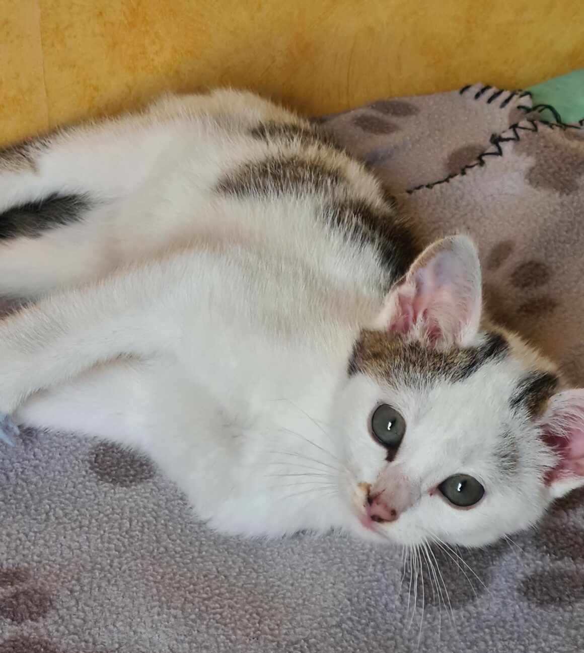 ANANAS – Chaton