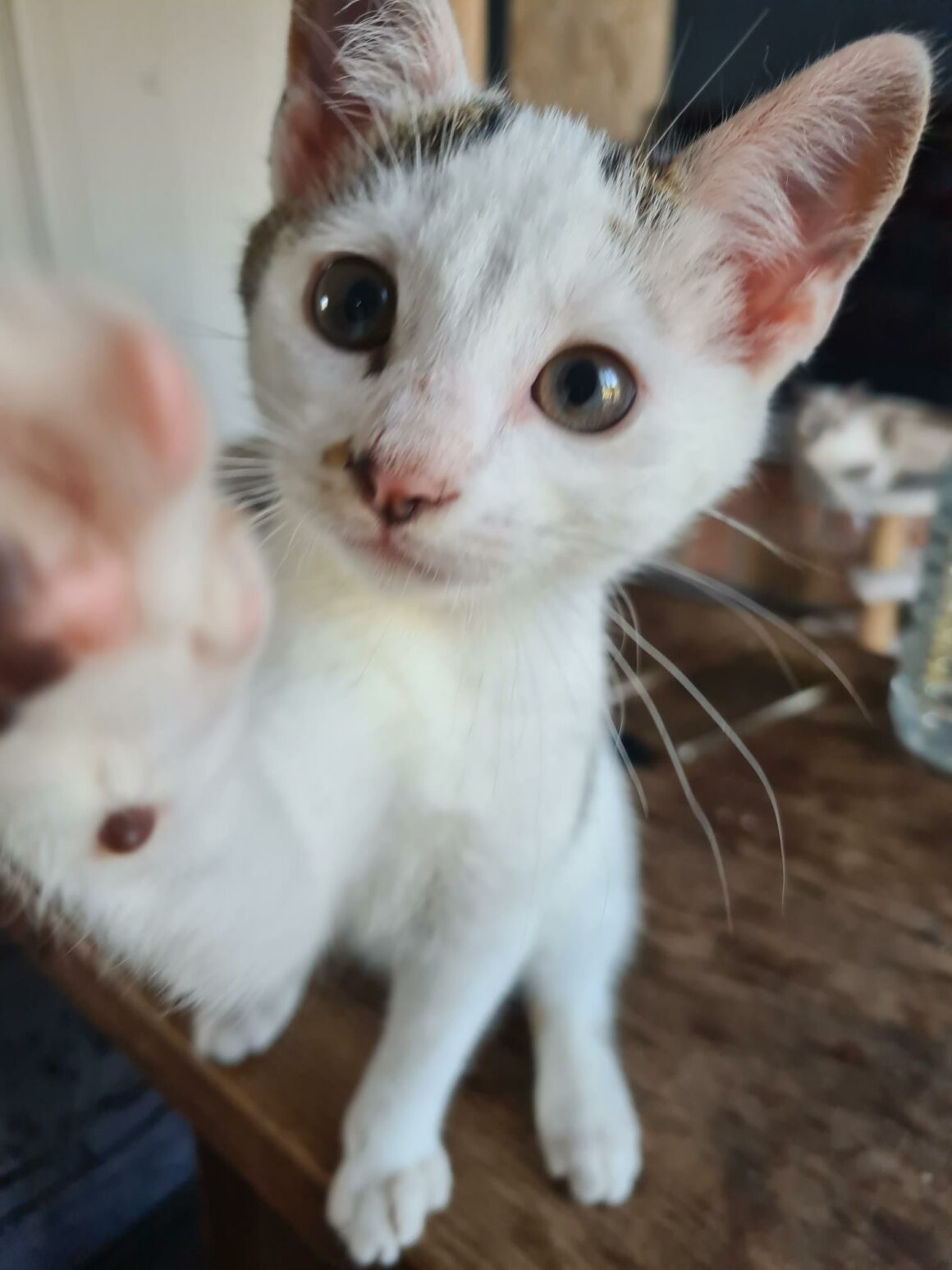 ANANAS – Chaton