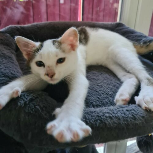ANANAS – Chaton