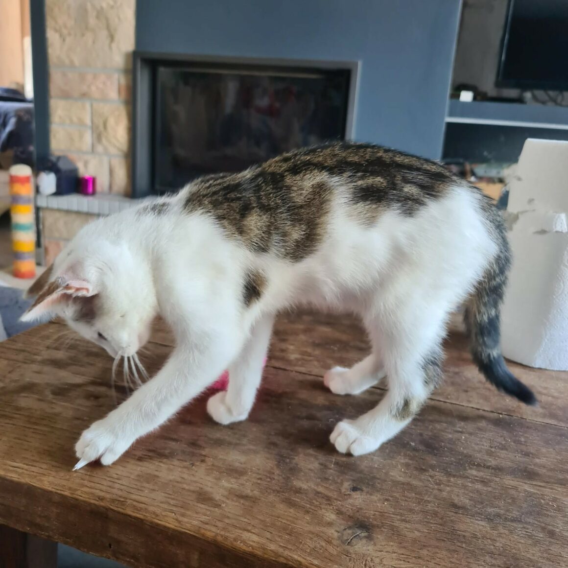 ANANAS – Chaton