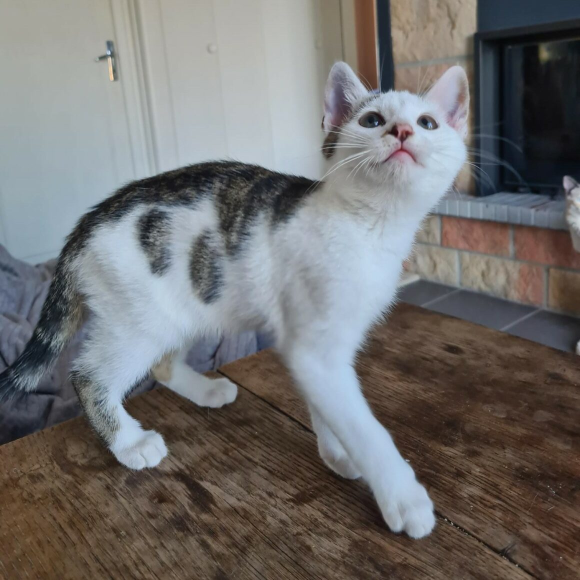 ANANAS – Chaton