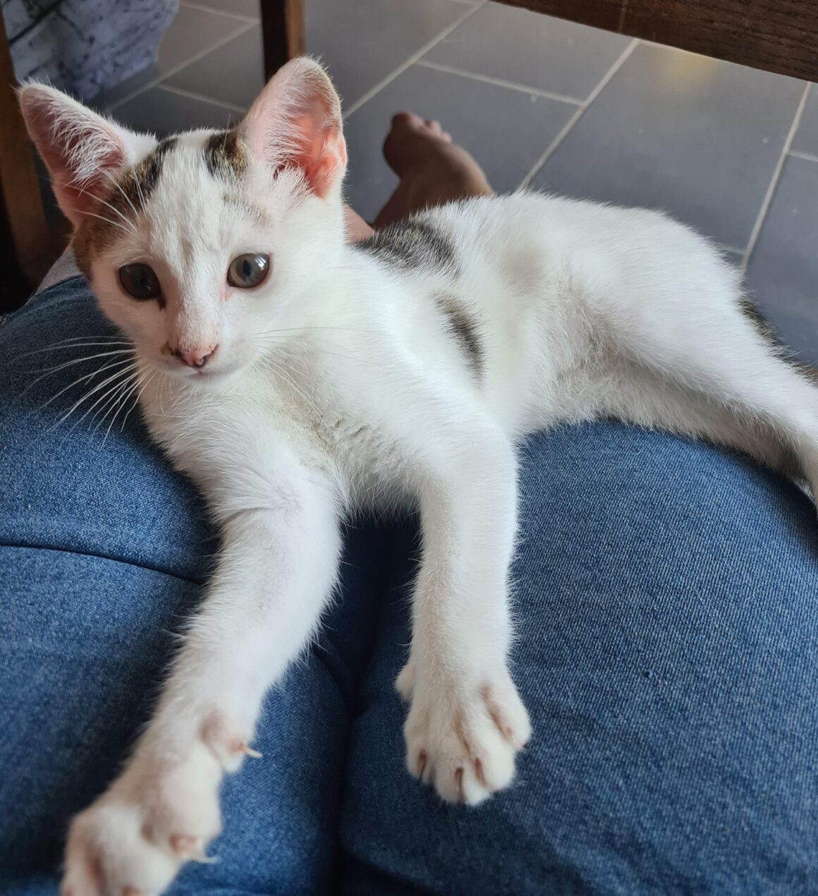 ANANAS – Chaton
