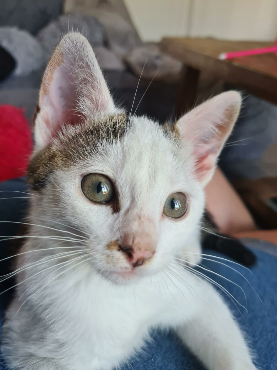 ANANAS – Chaton