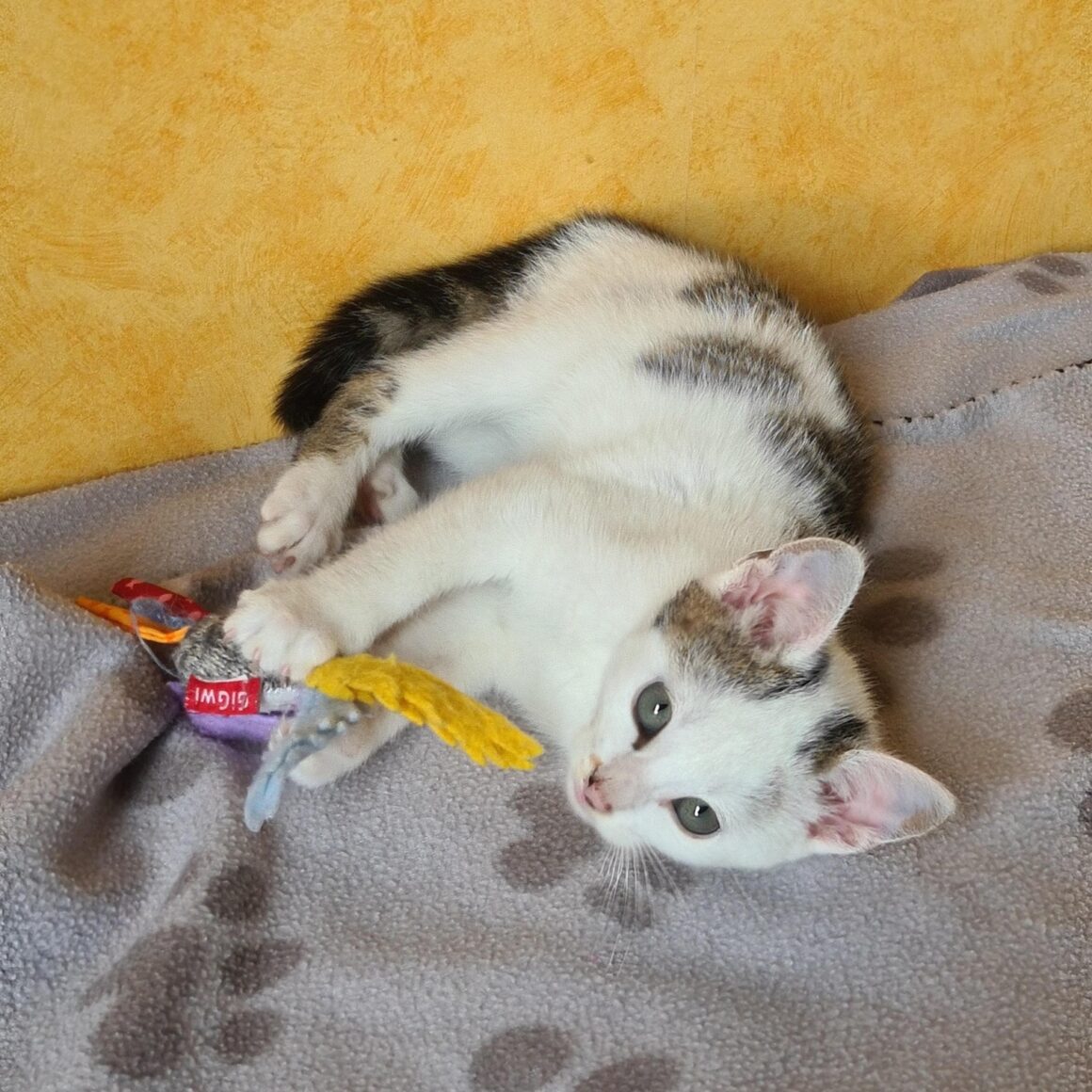 ANANAS – Chaton