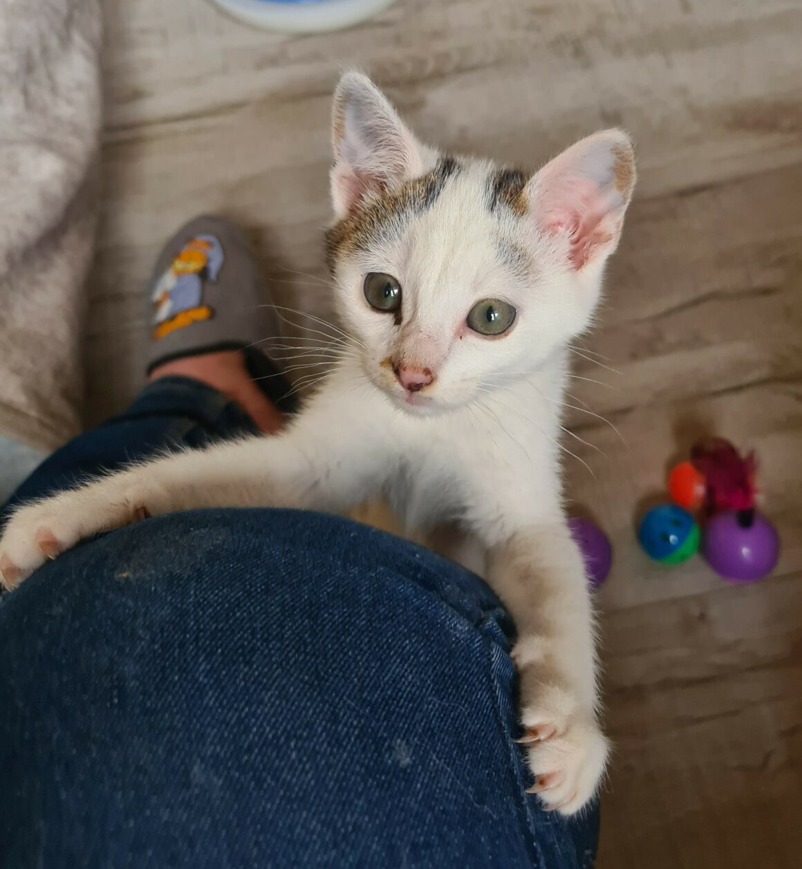 ANANAS – Chaton
