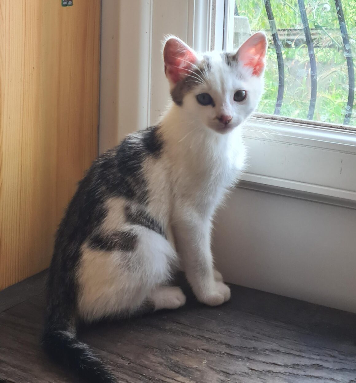 ANANAS – Chaton