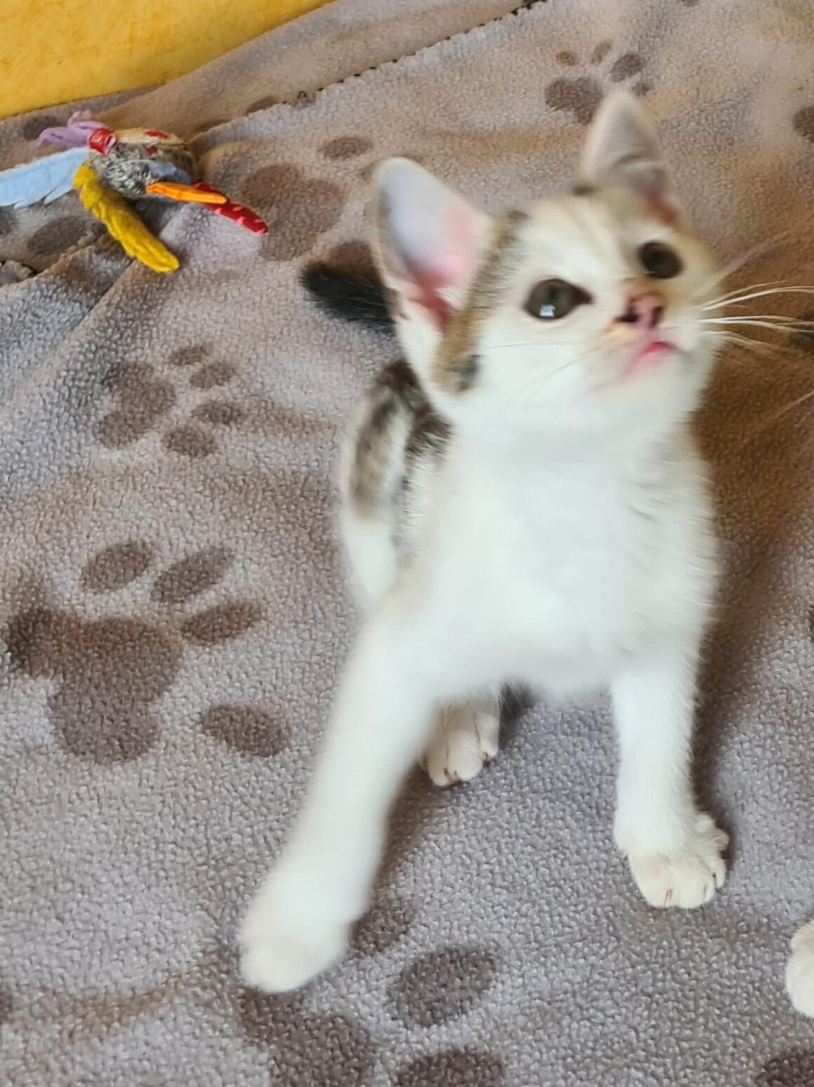 ANANAS – Chaton
