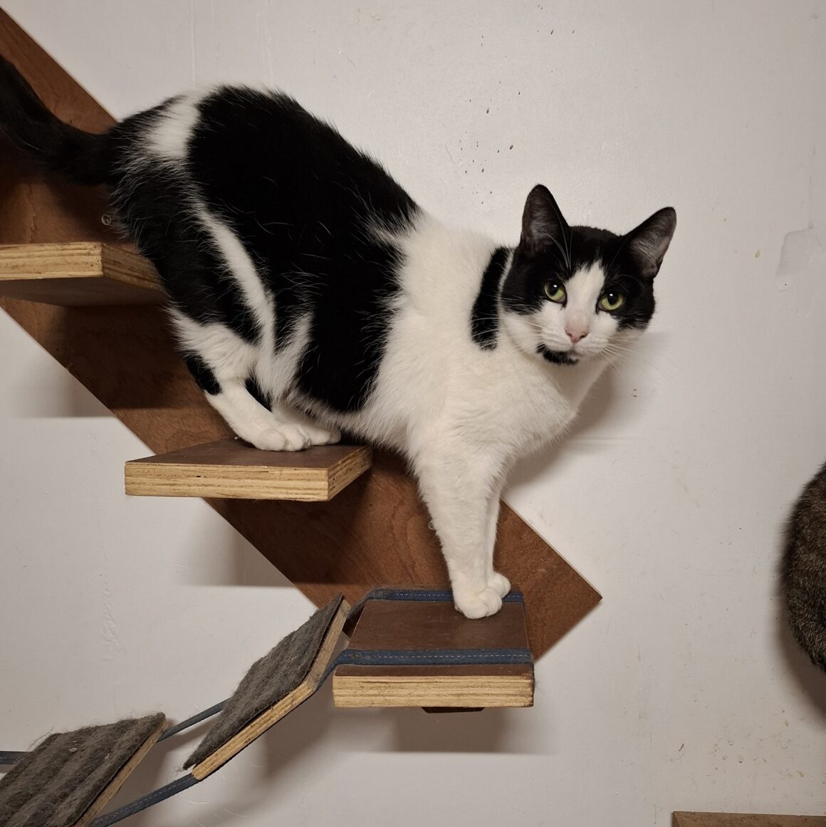 ANNA NOV 25 (2) ANNA – 2 ans adoptée