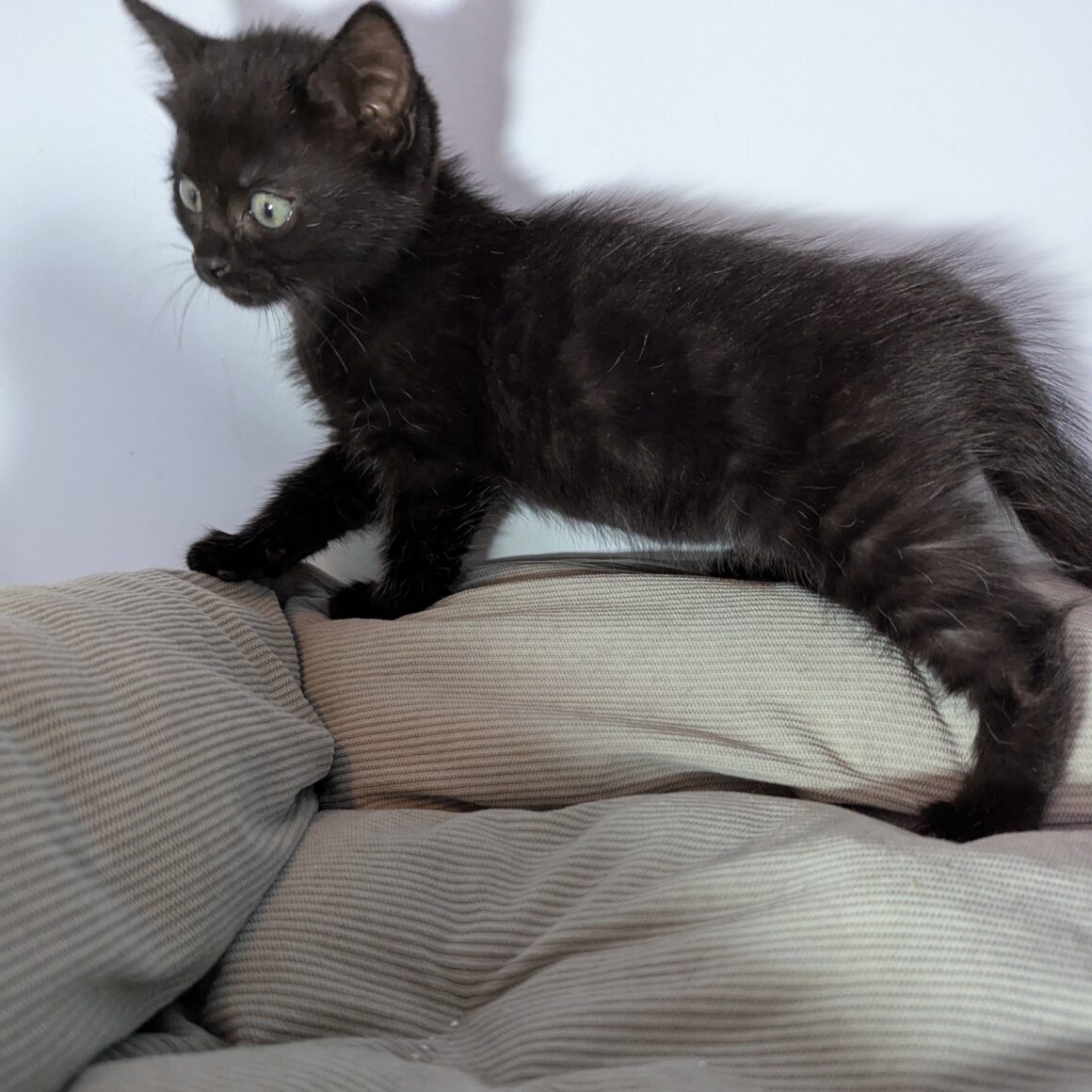 ANNABELLE – Chaton