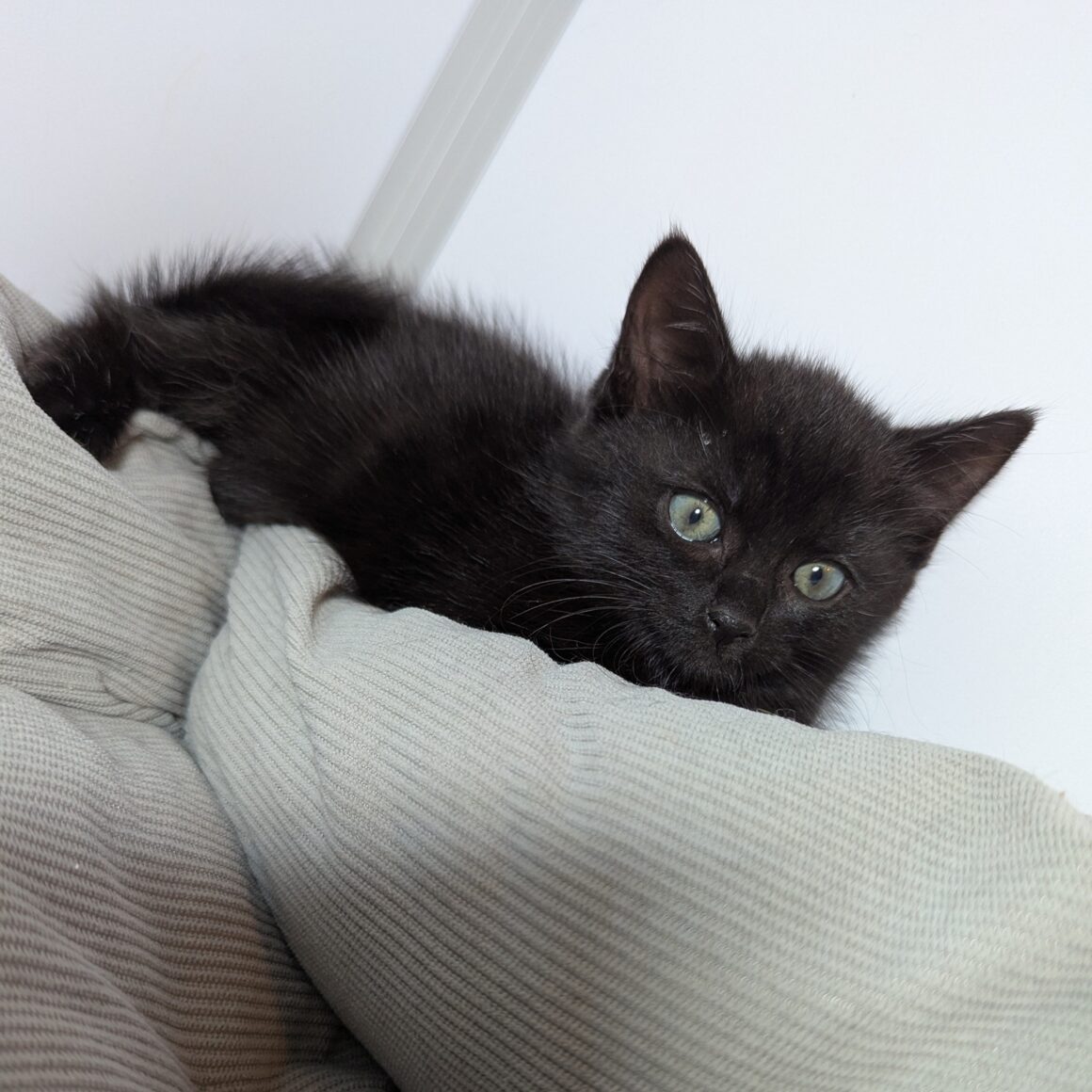 ANNABELLE – Chaton