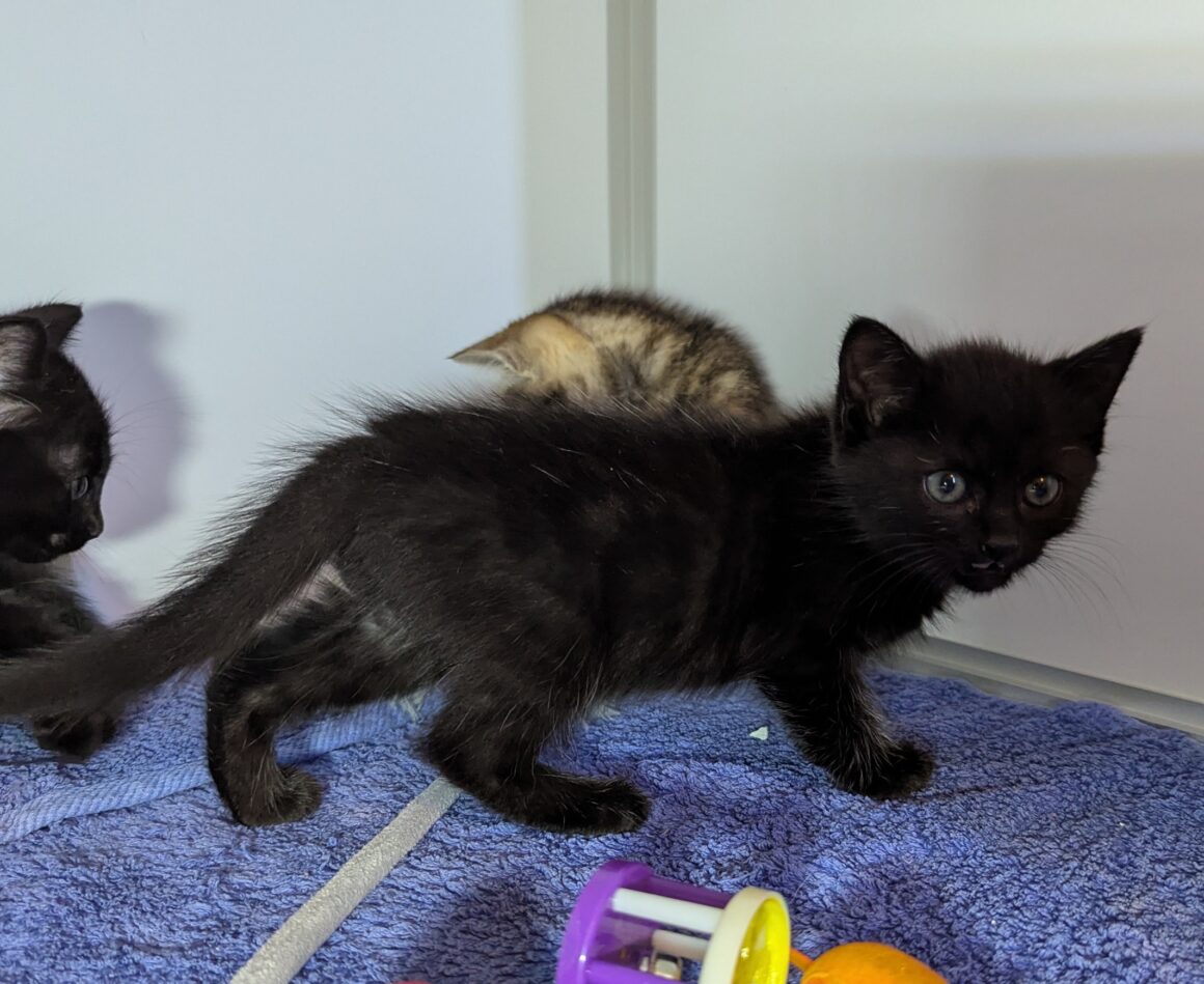 ANNABELLE – Chaton