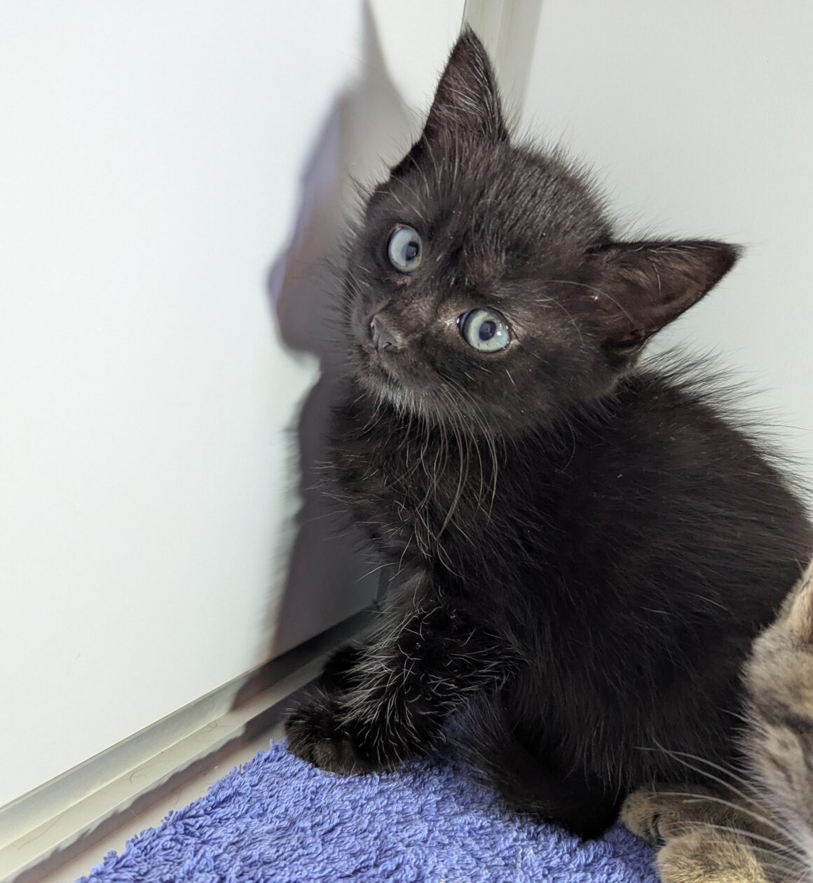 ANNABELLE – Chaton